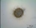 Acanthocystis sp.